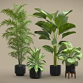 Indoor Potted Plants With Various Green Leaves In Black Pots And Small Stool