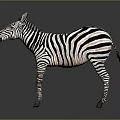 3D Rendered Zebra With Black And White Stripes Standing On Gray Background