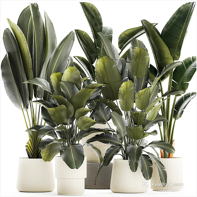 Bonsai Potted Plants with Lush Green Tropical Leaves in White Ceramic Pots 3d model 