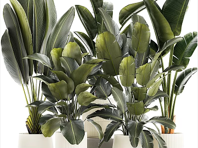 Bonsai Potted Plants with Lush Green Tropical Leaves in White Ceramic Pots 3d model