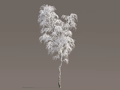 Snow Covered Birch Tree with Slender Trunk and Snowy Branches in Winter Landscape 3d model