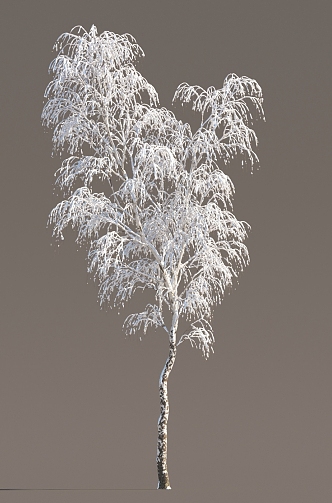 Winter Trees Ice and Snow Trees Frozen Trees Ice and Snow Scenes Snow and Ice Cover Street Trees in Winter 3d model