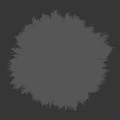 Lush Green Yellowish Shrub With Bushy Rounded Canopy And Height Measurement In Cm
