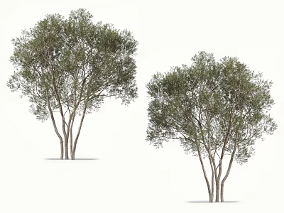 Two Green Trees With Lush Foliage And Multiple Trunks Isolated On White Background 3d model
