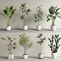 Bonsai Potted Plants Collection With Various Green Leafy Species In White Ceramic Pots