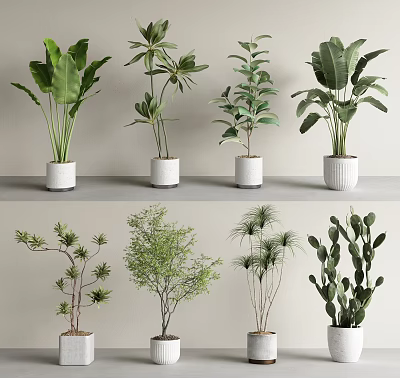 Bonsai Potted Plants Collection With Various Green Leafy Species In White Ceramic Pots 3d model