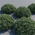 Garden Shrubs Greening Plants Courtyard Plants Garden Plants Shrubs 3d model