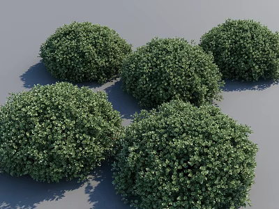 Five Lush Round Green Bushes Growing In Garden Landscape Design 3d model