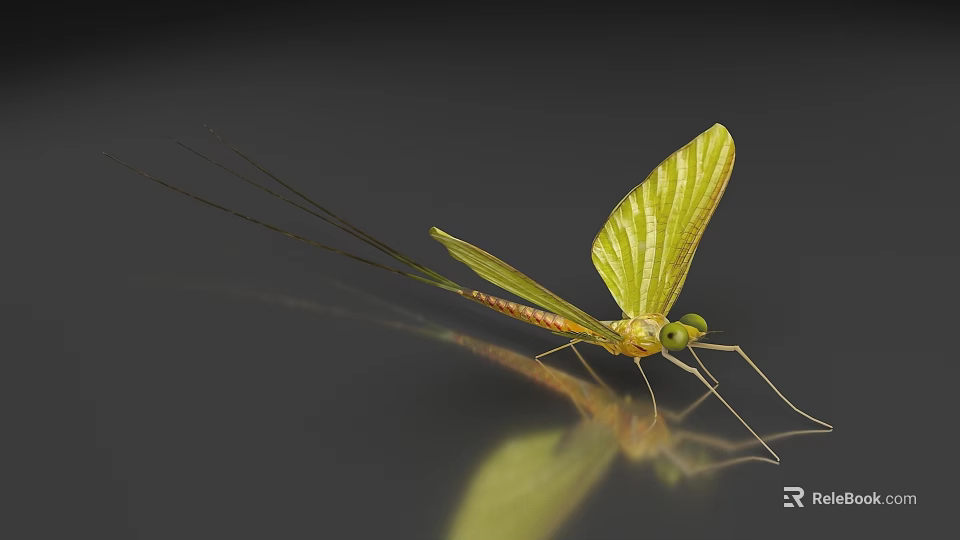 Green Mayfly With Long Antennae Large Transparent Wings And Reflection On Smooth Surface 3d model 