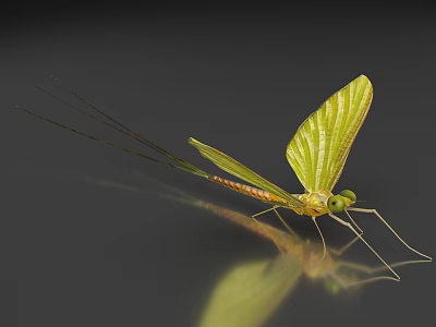 Green Mayfly With Long Antennae Large Transparent Wings And Reflection On Smooth Surface 3d model