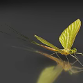 Green Mayfly With Long Antennae Large Transparent Wings And Reflection On Smooth Surface