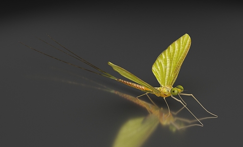 Modern Mayfly 3d model