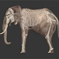 Realistic Elephant 3D Model With Long Tusks Large Ears And Trunk On Black Background