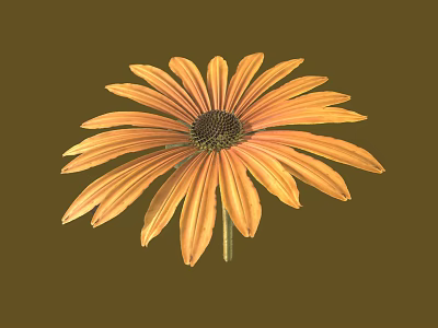 Vibrant Orange Flower with Yellow Petals and Dark Center on Brown Background 3d model