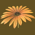 Vibrant Orange Flower with Yellow Petals and Dark Center on Brown Background