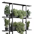 Bonsai Potted Plants Displayed On Black Multi Tiered Shelves For Indoor Decor