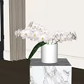 White Orchids In White Vase On Marble Tabletop Indoor Home Decor