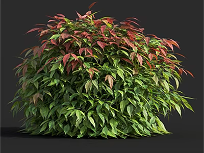 Lush Rounded Shrub With Green And Red Leaves Against Black Background 3d model