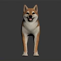 Brown And White Shiba Inu Dog Standing On Dark Background With Reflection