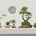 Stylish Bonsai Potted Plants with Various Shapes on Display Shelf and Circular Wall Decor