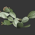 Cactus Plant With Green Flat Pads Small Spines And Colorful Fruits On Dark Background