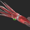 Vibrant red and white squid displaying long slender tentacles in marine habitat