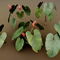 Tropical Indoor Plants With Large Green Leaves And Red Flowers For Home Decor
