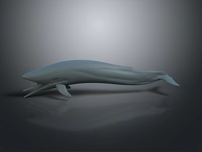 Realistic Light Blue Whale 3D Model With Gray Background And Reflection 3d model