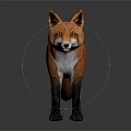 Red Fox with White Underbelly and Black Legs Standing on Reflective Gray Background 3d model