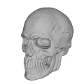 Detailed Human Skull Anatomical Model Medical Device For Medical Education