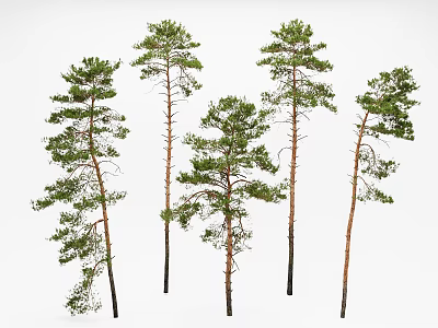 Tall Five Pine Trees with Brown Trunks and Green Canopies on White Background 3d model
