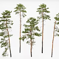 Tall Five Pine Trees with Brown Trunks and Green Canopies on White Background
