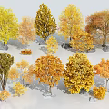 Different Kinds Of Autumn Trees Featuring Yellow Orange Foliage And Various Sizes