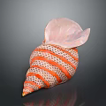 Marine Conch Animal Close Up View Of Shiny Spiral Shell With Orange And White Stripes