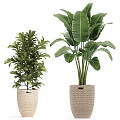 Various Green Potted Plants In Woven Baskets For Indoor Home Decor