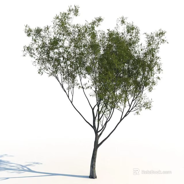 Arbor With Lush Green Leaves Slender Trunk And Spreading Scenic Branches 3d model 