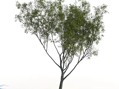 Arbor With Lush Green Leaves Slender Trunk And Spreading Scenic Branches 3d model