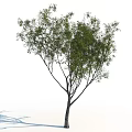 Arbor With Lush Green Leaves Slender Trunk And Spreading Scenic Branches