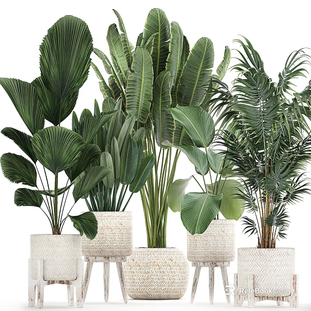 Various Green Leafy Potted Plants With Woven Planters For Indoor Decoration 3d model 