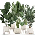 Various Green Leafy Potted Plants With Woven Planters For Indoor Decoration