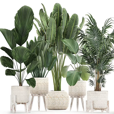 Various Green Leafy Potted Plants With Woven Planters For Indoor Decoration 3d model