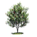 Lush Green Leafy Arbor With Red Fruits On Trunk Base And Grass