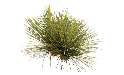 Modern Shrub Grass 3d model