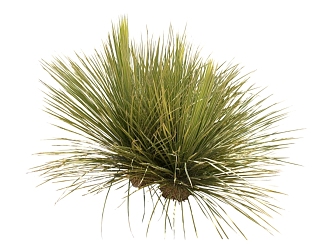 Modern Shrub Grass 3d model