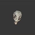Detailed Animal Skull Organ Structure With Visible Bone And Sharp Teeth
