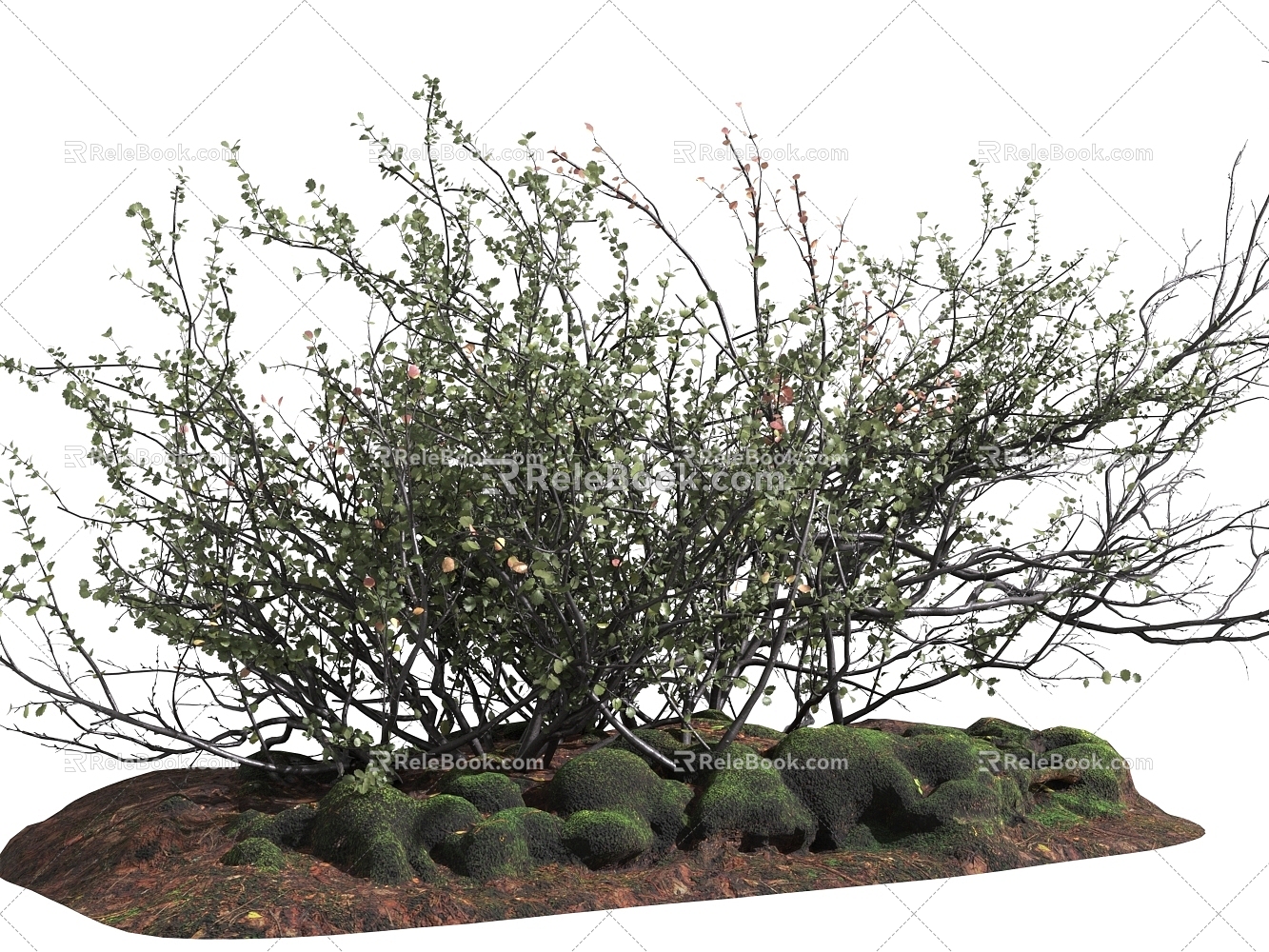 plant shrubs low bushes deciduous plants field plants clutter branches shrubs 3d model