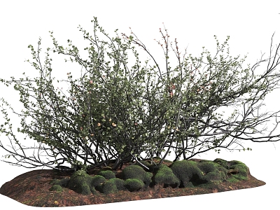 plant shrubs low bushes deciduous plants field plants clutter branches shrubs 3d model