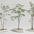Modern Tree Landscape Tree 3d model