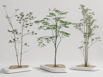 Ornamental Trees with Slender Branches in Modern White Planters with Wooden Bases 3d model
