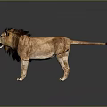 Standing Lion With Brown And Black Mane 3D Render On Gray Background With Reflective Surface
